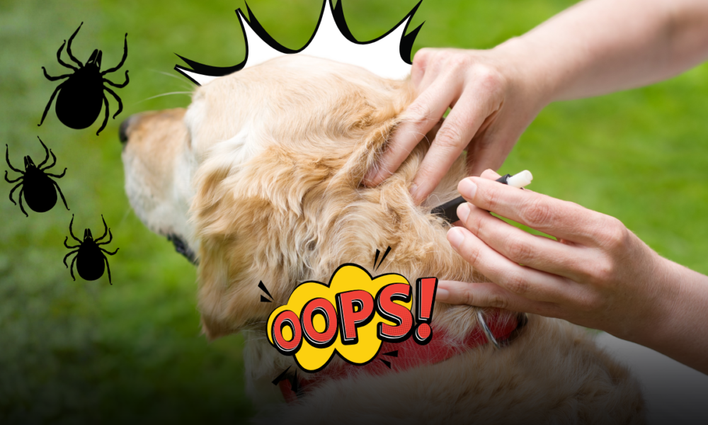 Sos zecche: cosa fare se ne trovi una sul tuo cane o gatto