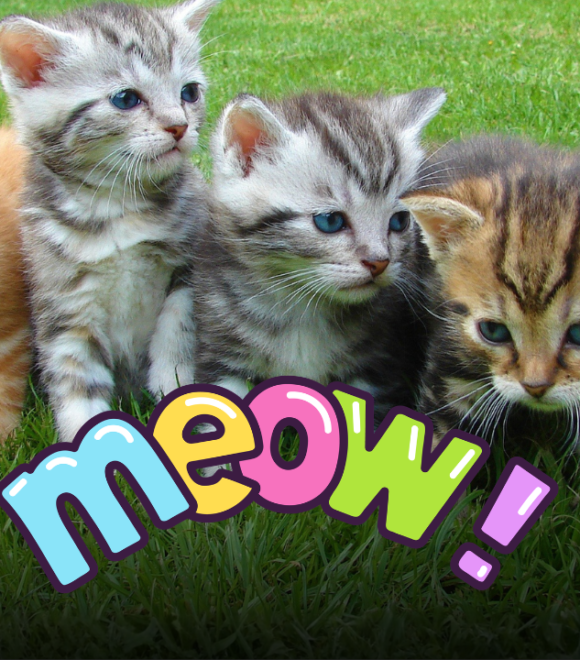 La rivoluzione felina del 2026: perché i gatti non sono più "invisibili" davanti alla legge