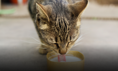 Latte al gatto: coccola innocente o abitudine da rivedere? Il “caso” del cartone del supermercato divide i padroni di felini