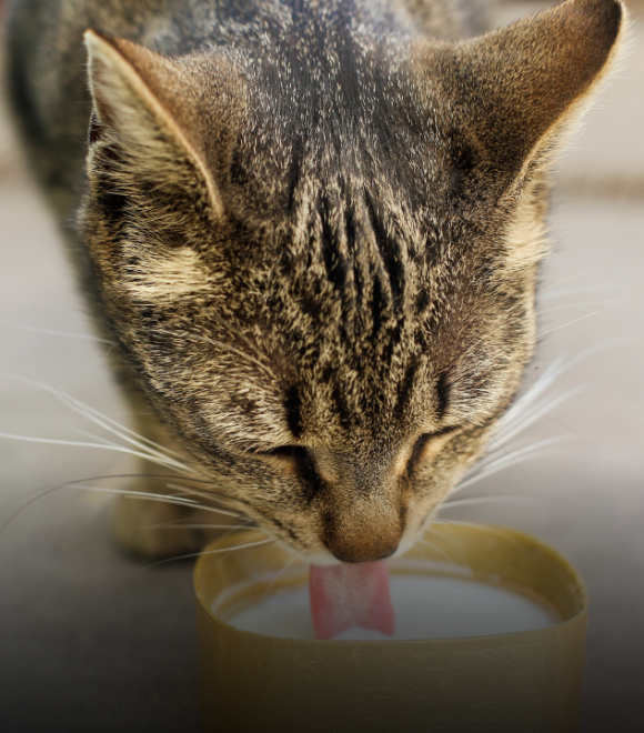 Latte al gatto: coccola innocente o abitudine da rivedere? Il “caso” del cartone del supermercato divide i padroni di felini