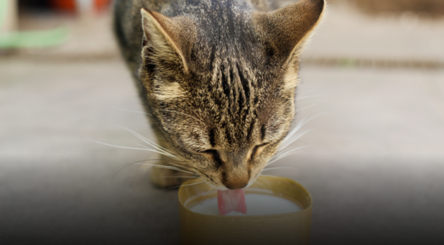 Latte al gatto: coccola innocente o abitudine da rivedere? Il “caso” del cartone del supermercato divide i padroni di felini