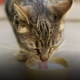 Latte al gatto: coccola innocente o abitudine da rivedere? Il “caso” del cartone del supermercato divide i padroni di felini