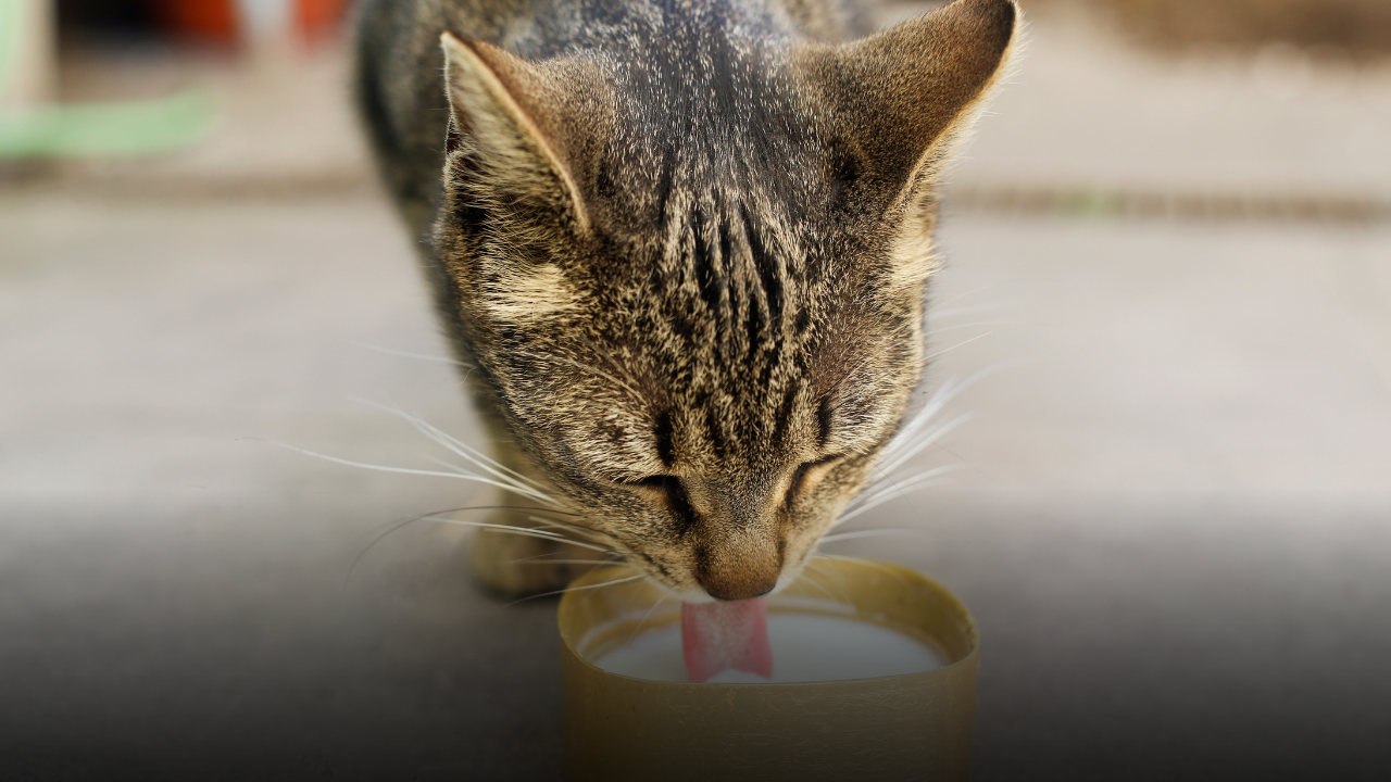 Latte al gatto: coccola innocente o abitudine da rivedere? Il “caso” del cartone del supermercato divide i padroni di felini