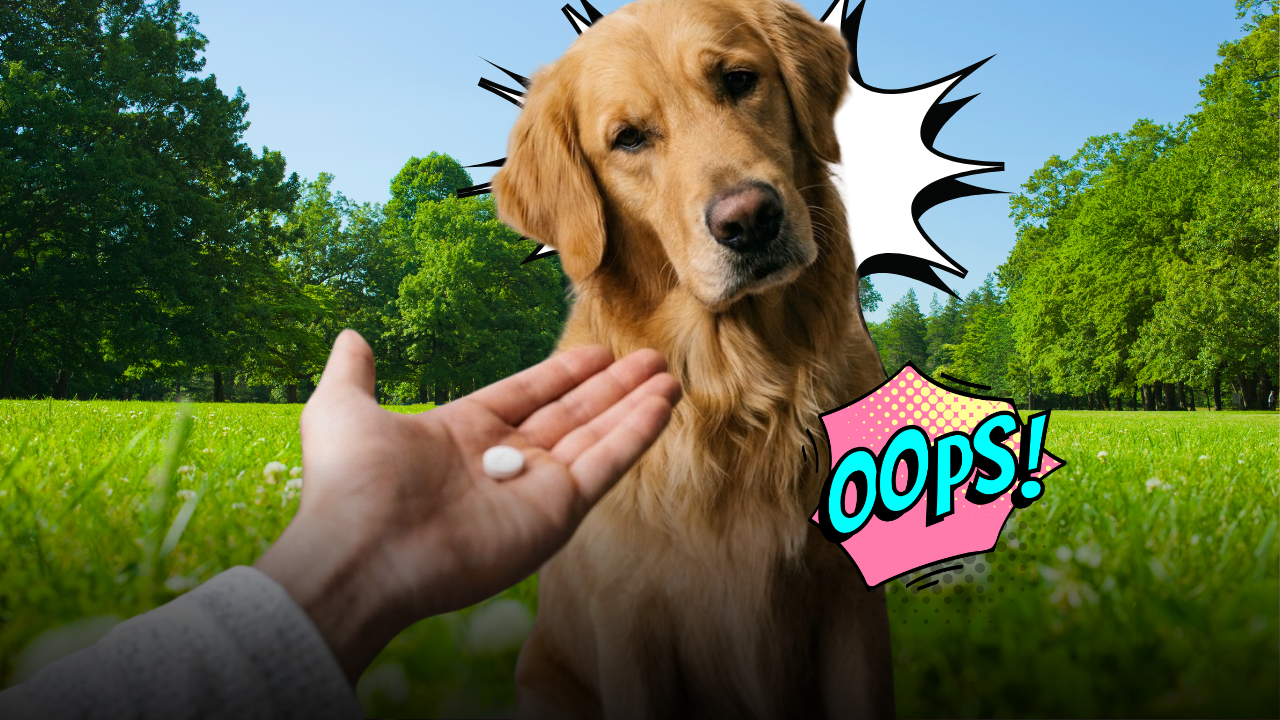 Come far prendere una pastiglia al cane senza stress: i metodi più efficaci consigliati dai veterinari