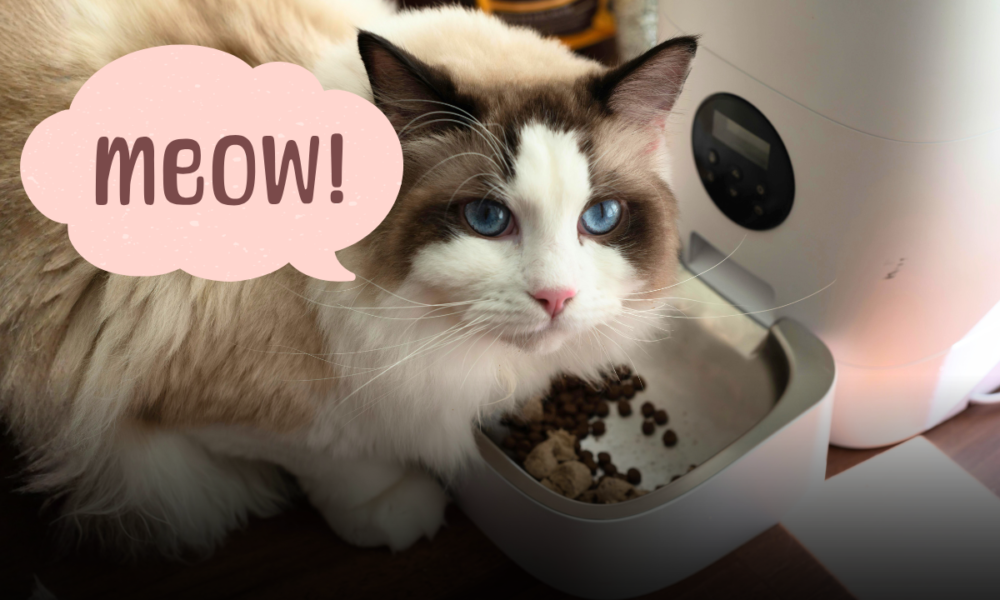 Gatto a casa da solo mentre siete in vacanza? Ecco la guida definitiva per evitare brutte sorprese al rientro