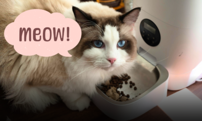 Gatto a casa da solo mentre siete in vacanza? Ecco la guida definitiva per evitare brutte sorprese al rientro