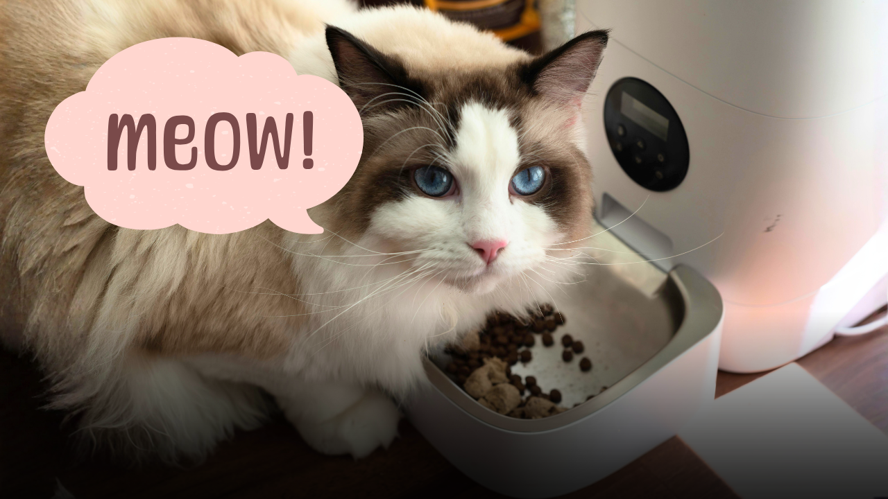 Gatto a casa da solo mentre siete in vacanza? Ecco la guida definitiva per evitare brutte sorprese al rientro