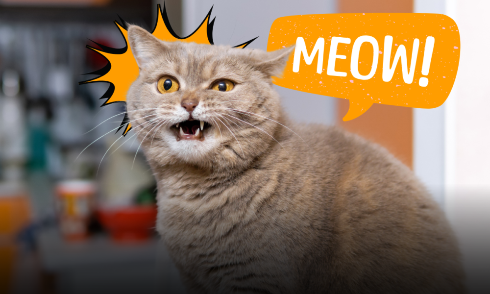 Perché il gatto miagola? Come interpretare il verso "miao" e capire cosa sta cercando di dirti