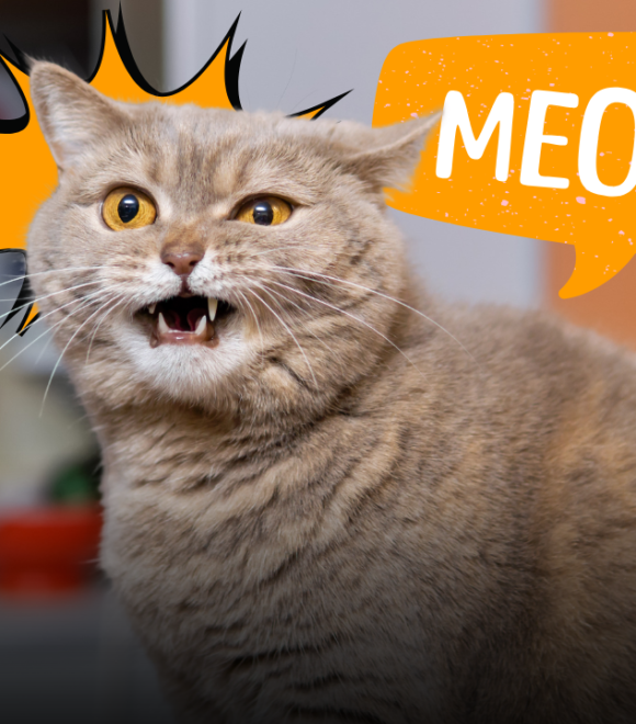 Perché il gatto miagola? Come interpretare il verso "miao" e capire cosa sta cercando di dirti