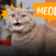Perché il gatto miagola? Come interpretare il verso "miao" e capire cosa sta cercando di dirti