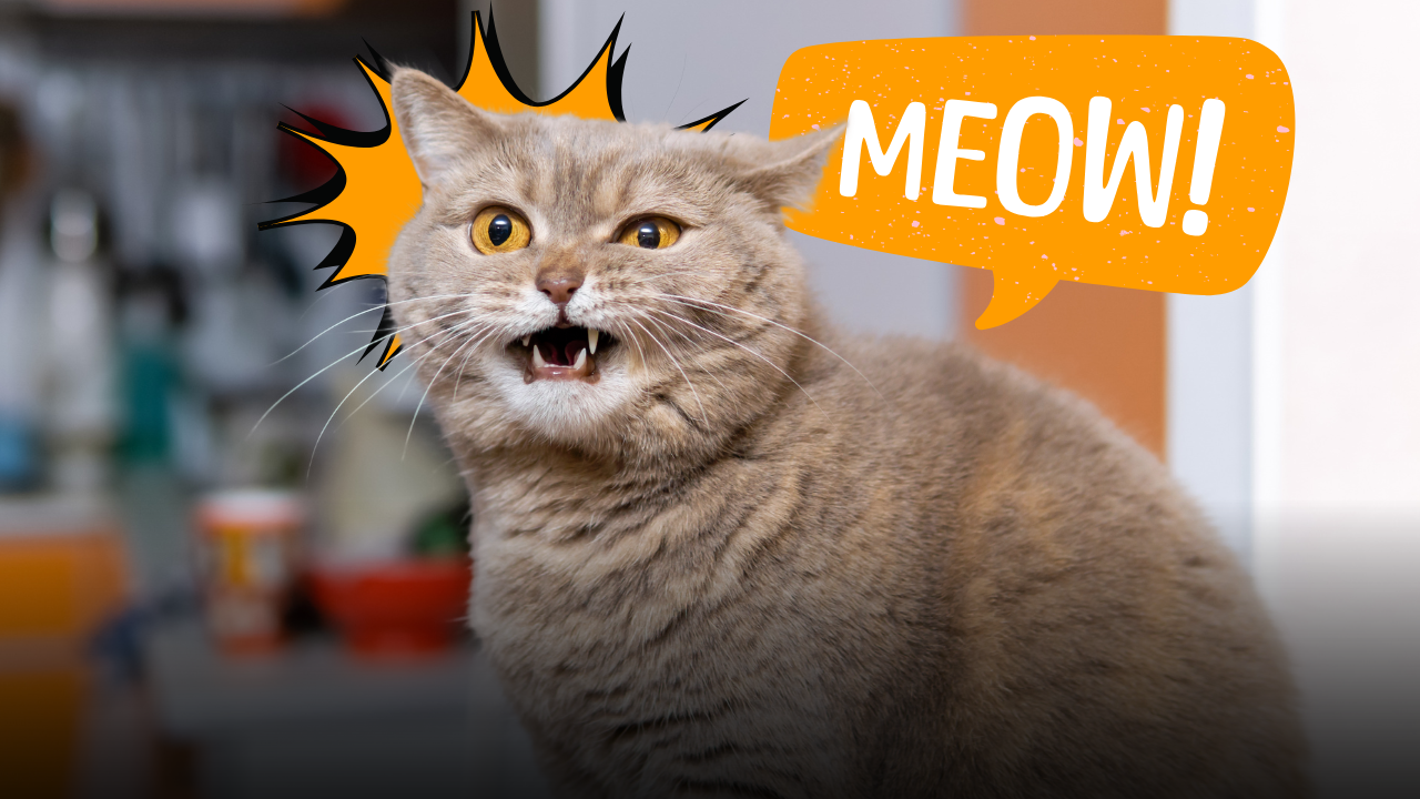 Perché il gatto miagola? Come interpretare il verso "miao" e capire cosa sta cercando di dirti