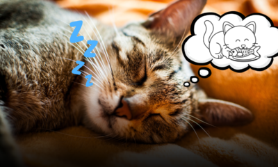 Cosa fa il tuo gatto quando muove le zampe nel sonno? La scienza svela i segreti dei sogni felini e cosa vedono davvero