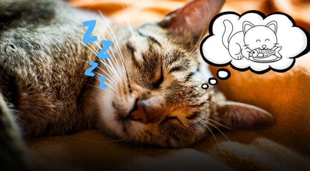 Cosa fa il tuo gatto quando muove le zampe nel sonno? La scienza svela i segreti dei sogni felini e cosa vedono davvero