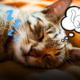 Cosa fa il tuo gatto quando muove le zampe nel sonno? La scienza svela i segreti dei sogni felini e cosa vedono davvero