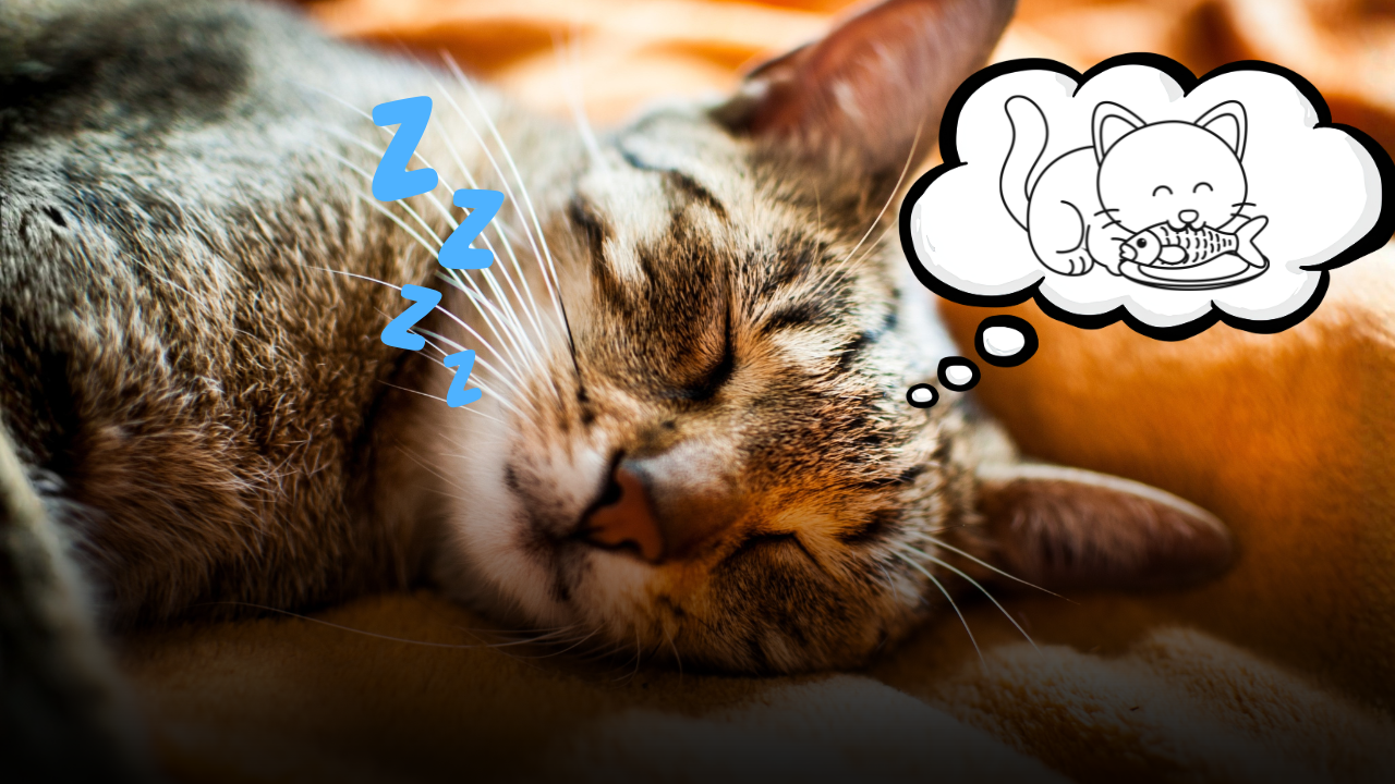 Cosa fa il tuo gatto quando muove le zampe nel sonno? La scienza svela i segreti dei sogni felini e cosa vedono davvero