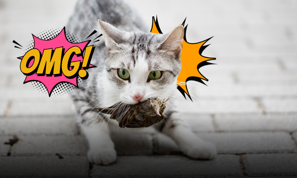 Il macabro regalo sullo zerbino: perché il tuo gatto ti lascia animali morti davanti alla porta e cosa si nasconde dietro questo strano gesto