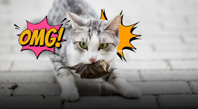 Il macabro regalo sullo zerbino: perché il tuo gatto ti lascia animali morti davanti alla porta e cosa si nasconde dietro questo strano gesto
