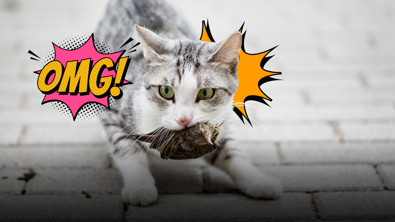 Il macabro regalo sullo zerbino: perché il tuo gatto ti lascia animali morti davanti alla porta e cosa si nasconde dietro questo strano gesto