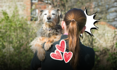 Adottare un cane anziano cambia la vita in meglio: la guida definitiva per accogliere un pet adulto e scoprire tutti i suoi vantaggi insospettabili