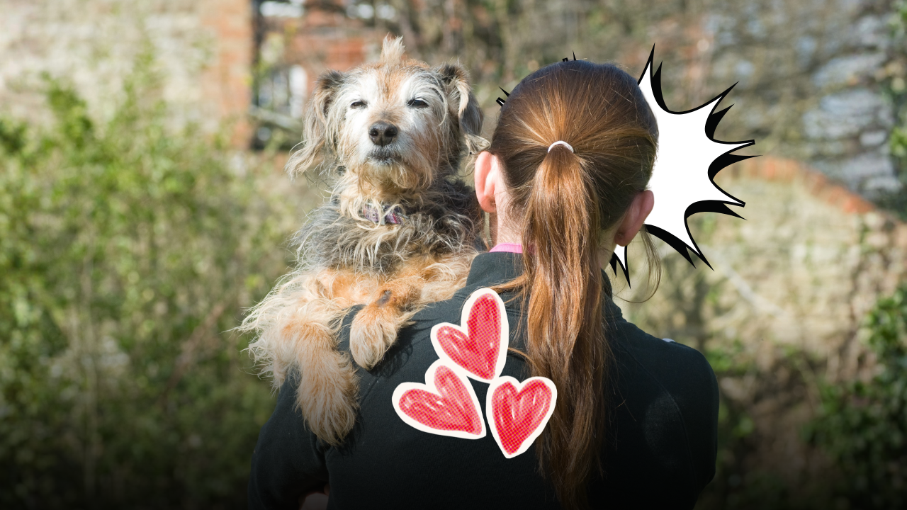 Adottare un cane anziano cambia la vita in meglio: la guida definitiva per accogliere un pet adulto e scoprire tutti i suoi vantaggi insospettabili