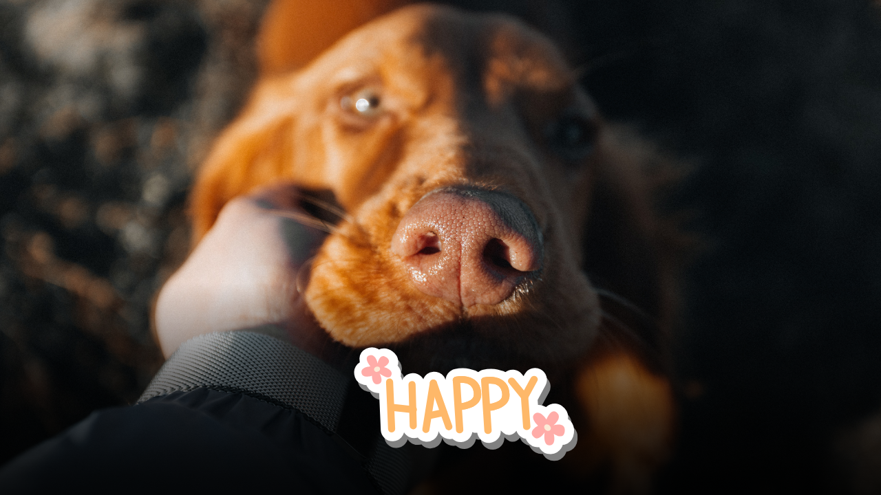 Salutare un cane per strada cambia la giornata: dagli ormoni del benessere ai vantaggi sociali di un semplice gesto quotidiano