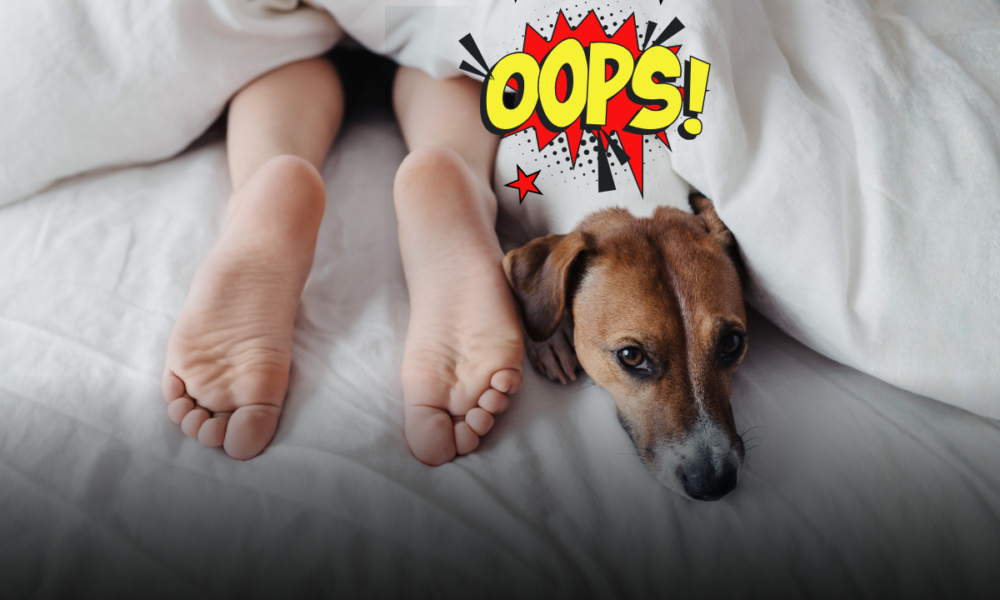 Condividere il letto con il cane? I rischi per la salute che nessuno ti dice e i comportamenti corretti per evitare infezioni e parassiti