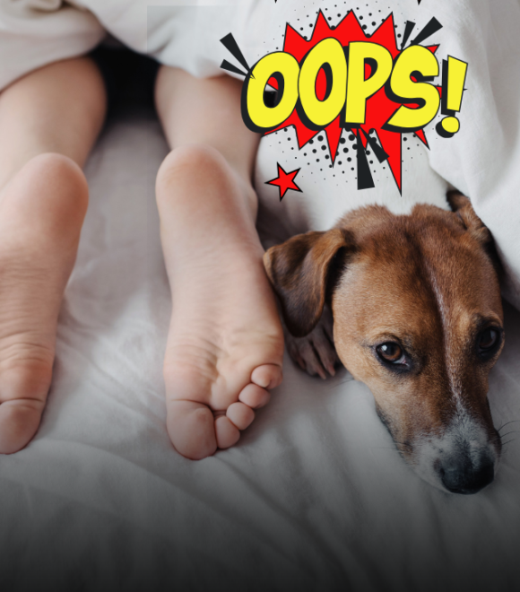 Condividere il letto con il cane? I rischi per la salute che nessuno ti dice e i comportamenti corretti per evitare infezioni e parassiti