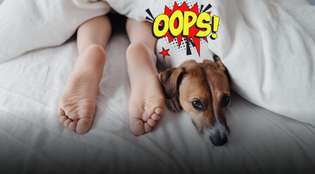 Condividere il letto con il cane? I rischi per la salute che nessuno ti dice e i comportamenti corretti per evitare infezioni e parassiti