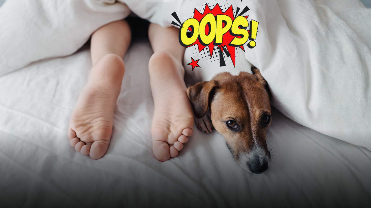 Condividere il letto con il cane? I rischi per la salute che nessuno ti dice e i comportamenti corretti per evitare infezioni e parassiti