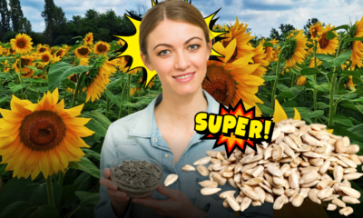 Piccoli, dorati e ricchissimi di nutrienti: i semi di girasole conquistano la cucina quotidiana con il loro gusto e la loro versatilità