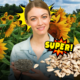 Piccoli, dorati e ricchissimi di nutrienti: i semi di girasole conquistano la cucina quotidiana con il loro gusto e la loro versatilità