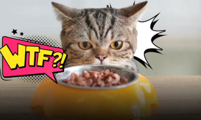 Avanzi di cibo nella ciotola del gatto? Perché lo fa e quali sono i motivi nascosti che ogni padrone dovrebbe conoscere