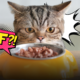 Avanzi di cibo nella ciotola del gatto? Perché lo fa e quali sono i motivi nascosti che ogni padrone dovrebbe conoscere