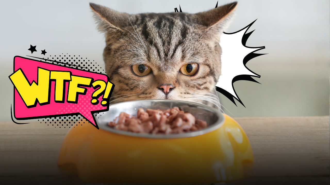 Avanzi di cibo nella ciotola del gatto? Perché lo fa e quali sono i motivi nascosti che ogni padrone dovrebbe conoscere