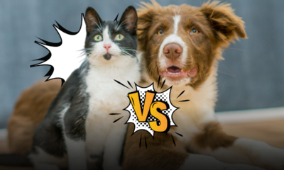 Cane o gatto, chi ci ama di più? Cosa dicono gli studi scientifici sull'ossitocina, sul legame emotivo e sul modo di dimostrare affetto