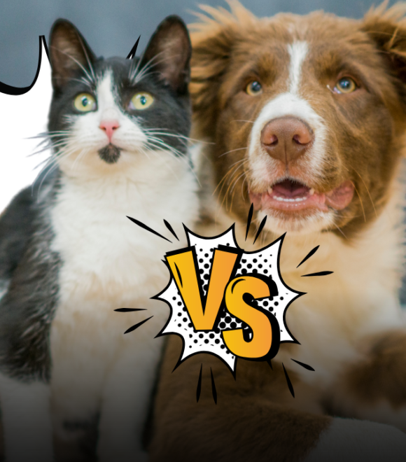 Cane o gatto, chi ci ama di più? Cosa dicono gli studi scientifici sull'ossitocina, sul legame emotivo e sul modo di dimostrare affetto