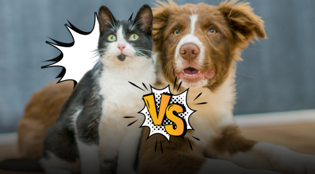 Cane o gatto, chi ci ama di più? Cosa dicono gli studi scientifici sull'ossitocina, sul legame emotivo e sul modo di dimostrare affetto