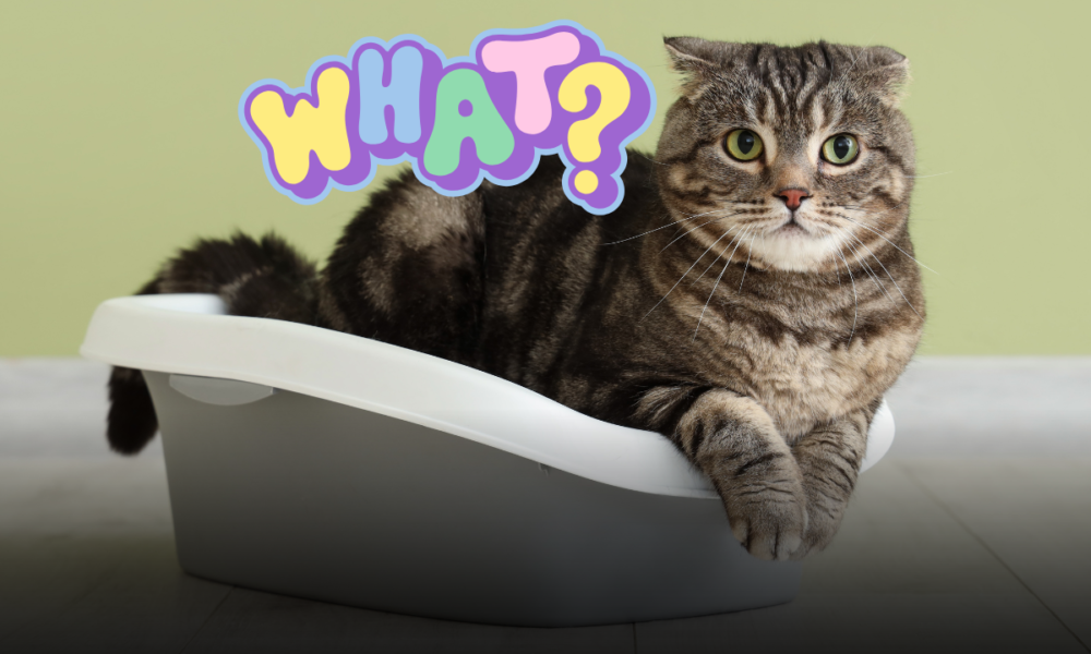 Gatto che dorme nella sabbietta: tutte le cause nascoste e cosa fare per aiutarlo
