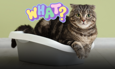 Gatto che dorme nella sabbietta: tutte le cause nascoste e cosa fare per aiutarlo
