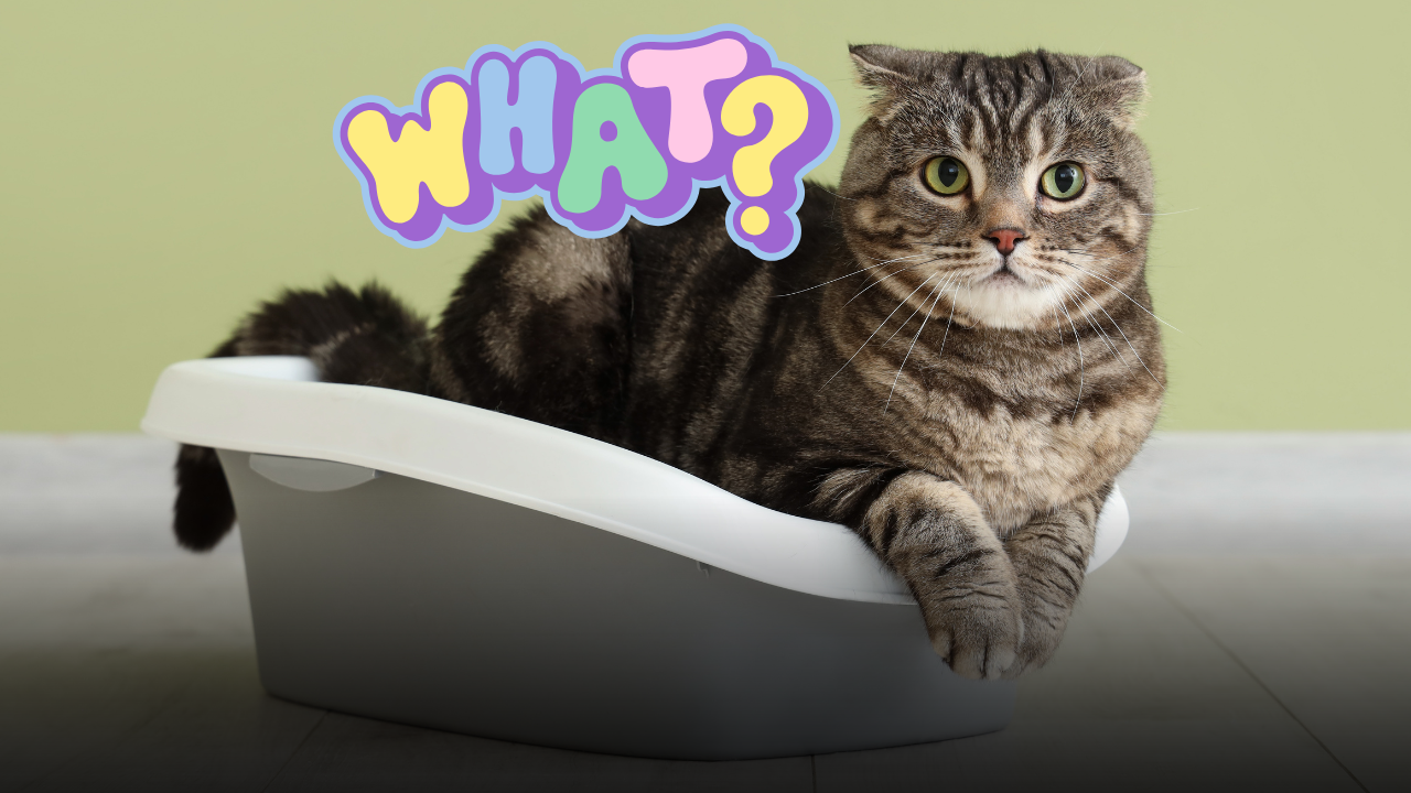 Gatto che dorme nella sabbietta: tutte le cause nascoste e cosa fare per aiutarlo