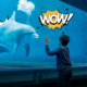 Quando il mare si sveglia di notte: la magia serale dell'Acquario di Genova tra cene al tramonto e tariffe speciali