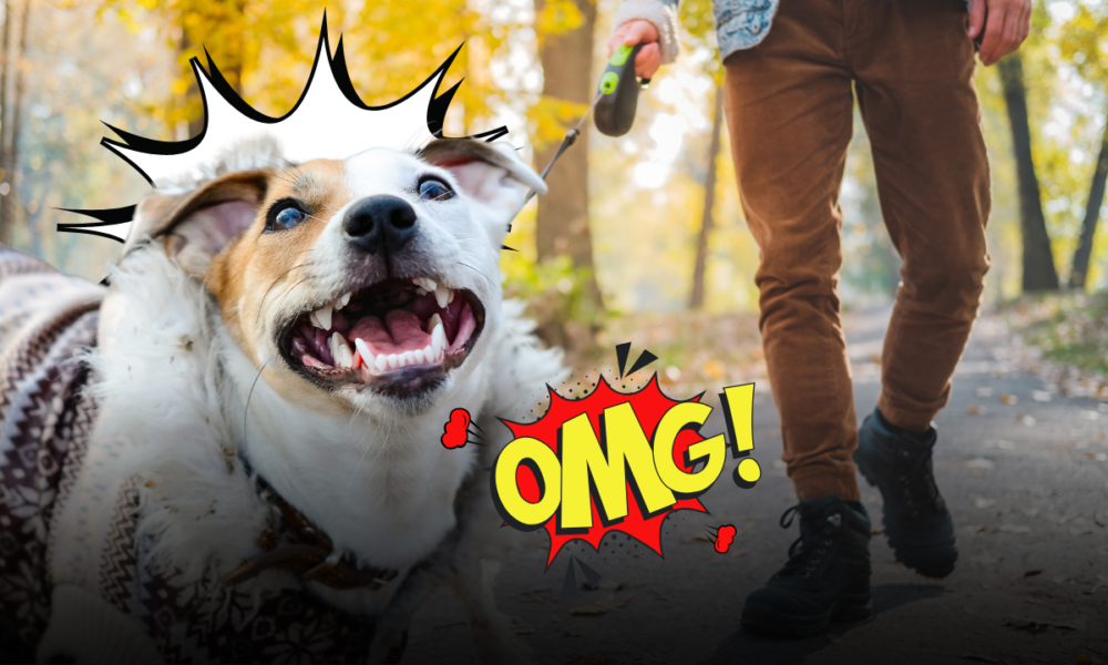 Cane che tira e abbaia agli altri cani al guinzaglio: cause, errori da evitare e consigli degli educatori per passeggiate serene e senza stress.