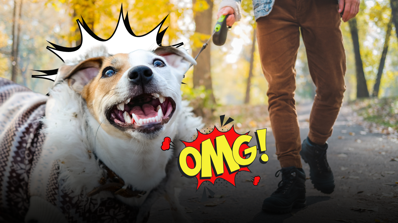 Cane che tira e abbaia agli altri cani al guinzaglio: cause, errori da evitare e consigli degli educatori per passeggiate serene e senza stress.