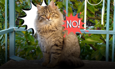 Quando il gatto adulto non rientra a casa: i passi decisivi da compiere subito, chi avvisare e come organizzare le ricerche