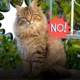 Quando il gatto adulto non rientra a casa: i passi decisivi da compiere subito, chi avvisare e come organizzare le ricerche