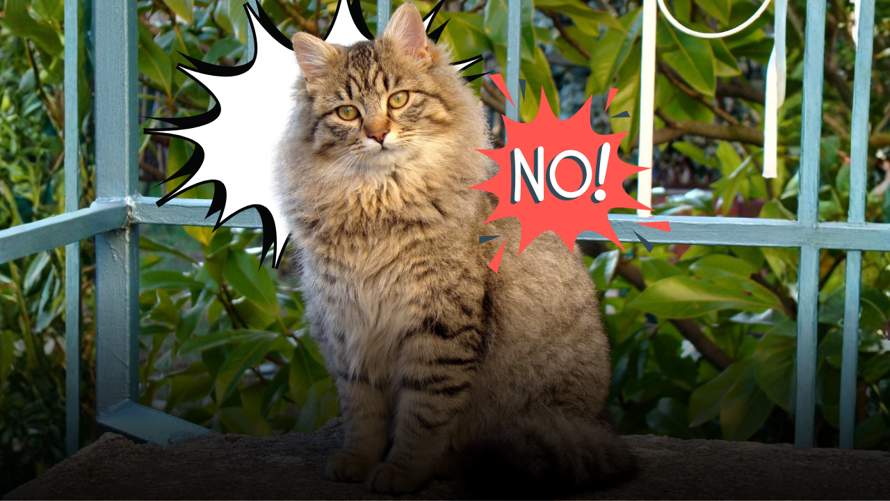 Quando il gatto adulto non rientra a casa: i passi decisivi da compiere subito, chi avvisare e come organizzare le ricerche