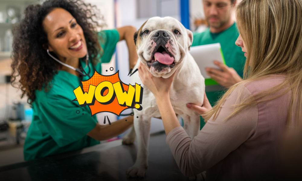 Quando curare un animale costa troppo: la mappa del veterinario sociale e i servizi gratuiti previsti dai Comuni italiani