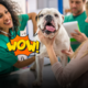 Quando curare un animale costa troppo: la mappa del veterinario sociale e i servizi gratuiti previsti dai Comuni italiani