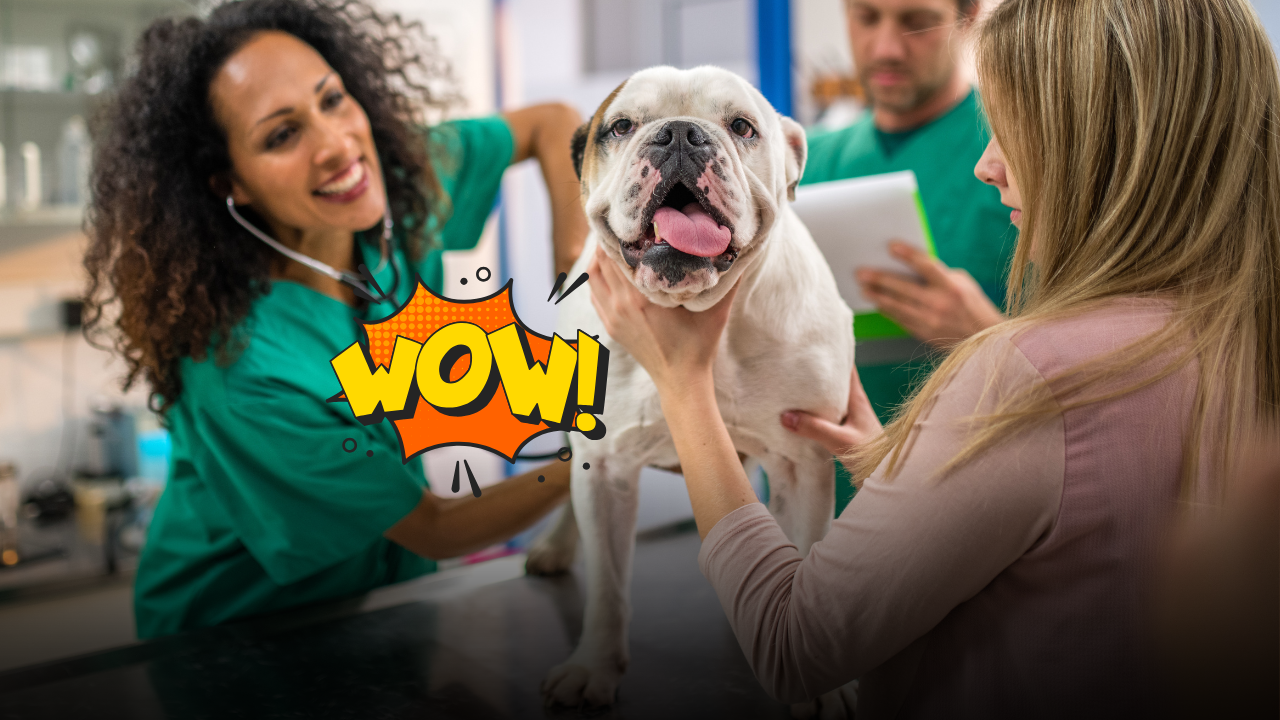 Quando curare un animale costa troppo: la mappa del veterinario sociale e i servizi gratuiti previsti dai Comuni italiani