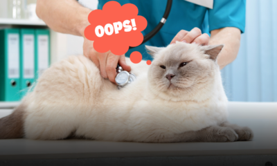 Come cambia il gatto quando invecchia: le attenzioni quotidiane, i controlli medici e i trucchi per farlo vivere a lungo felice